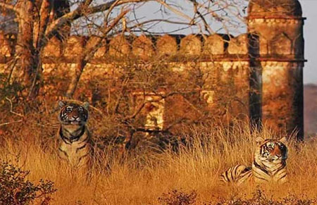 INDIAN WILDLIFE TOUR